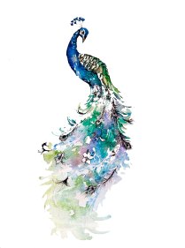 peacockwatercolour